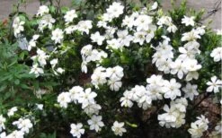 Hardy Fragrant Daisy Gardenia Bush - 2.5 Quart Pot -FRUIT TREES & PLANTS Shop Gardenia Daisy Blooms 2 3