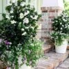 Diamond Spire Gardenia - 2 Gallon Pot -FRUIT TREES & PLANTS Shop Gardenia Diamond Spire 1