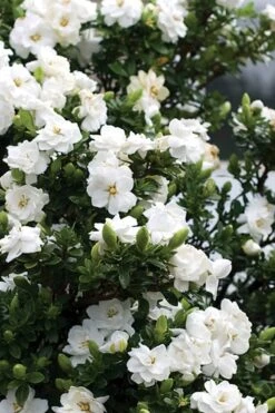 Double Mint Gardenia - 1 Gallon Pot 12 Double Mint Gardenia - 1 Gallon Pot -FRUIT TREES & PLANTS Shop Gardenia Double Mint 2 2