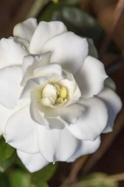 Double Mint Gardenia - 6 Pack Of 1 Gallon Pots