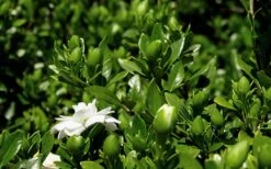 Double Mint Gardenia - 3 Gallon Pot -FRUIT TREES & PLANTS Shop Gardenia Double Mint 7 1