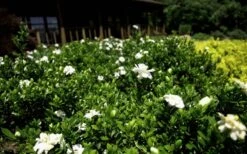 Double Mint Gardenia - 1 Gallon Pot 13 Double Mint Gardenia - 1 Gallon Pot -FRUIT TREES & PLANTS Shop Gardenia Double Mint 8 2