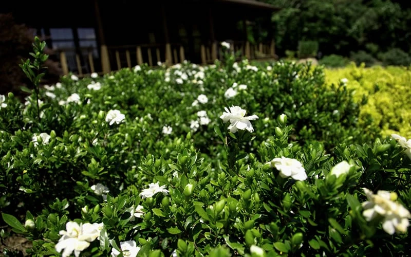 Double Mint Gardenia - 6 Pack Of 1 Gallon Pots 7 Double Mint Gardenia - 6 Pack Of 1 Gallon Pots - Image 5