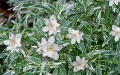 Variegated Creeping Dwarf Gardenia - 3 Gallon Pot -FRUIT TREES & PLANTS Shop Gardenia Dwarf Radicans Variegated 3
