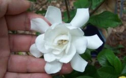 Fall In Love Cold Hardy Gardenia - 1 Gallon Pot 11 Fall In Love Cold Hardy Gardenia - 1 Gallon Pot -FRUIT TREES & PLANTS Shop Gardenia Fall In Love