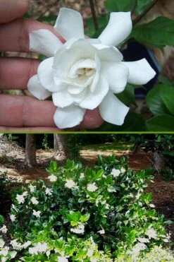 Fall In Love Cold Hardy Gardenia - 1 Gallon Pot 12 Fall In Love Cold Hardy Gardenia - 1 Gallon Pot -FRUIT TREES & PLANTS Shop Gardenia Fall In Love BS
