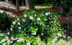 Fall In Love Cold Hardy Gardenia - 1 Gallon Pot 13 Fall In Love Cold Hardy Gardenia - 1 Gallon Pot -FRUIT TREES & PLANTS Shop Gardenia Fallin In Love Shrub