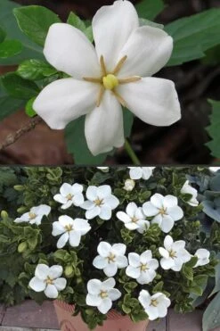 Hardy Fragrant Daisy Gardenia Bush - 2.5 Quart Pot -FRUIT TREES & PLANTS Shop Gardenia Hardy Daisy 500x750 4