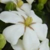 Heaven Scent Gardenia - 1 Gallon Pot -FRUIT TREES & PLANTS Shop Gardenia Heaven Scent 15 1