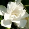 Jubilation Gardenia - 6 Pack Of 1 Gallon Pots 2 Jubilation Gardenia - 6 Pack Of 1 Gallon Pots -FRUIT TREES & PLANTS Shop Gardenia Jubilation BS 1