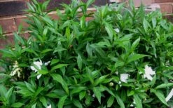 Radicans Creeping Dwarf Gardenia - 1 Gallon Pot -FRUIT TREES & PLANTS Shop Gardenia Radicans 53 1