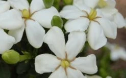 ScentAmazing Gardenia - 2 Gallon Pot 11 ScentAmazing Gardenia - 2 Gallon Pot -FRUIT TREES & PLANTS Shop Gardenia Scentamazing 20 1