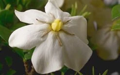 ScentAmazing Gardenia - 1 Gallon Pot 13 ScentAmazing Gardenia - 1 Gallon Pot -FRUIT TREES & PLANTS Shop Gardenia Scentamazing Closeup