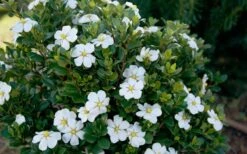 ScentAmazing Gardenia - 2 Gallon Pot 12 ScentAmazing Gardenia - 2 Gallon Pot -FRUIT TREES & PLANTS Shop Gardenia Scentamazing Shrub 1