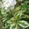 Variegated Gardenia - 1 Gallon Pot 1 Variegated Gardenia - 1 Gallon Pot -FRUIT TREES & PLANTS Shop Gardenia Variegated BS