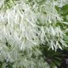 Grancy Graybeard - White Fringe Tree - 3 Gallon Pot 1 Grancy Graybeard - White Fringe Tree - 3 Gallon Pot -FRUIT TREES & PLANTS Shop Grancy Graybeard Tree Flowers 21 500x750 1