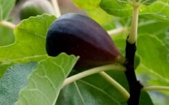 Black Mission Fig Tree - 1 Gallon Pot 11 Black Mission Fig Tree - 1 Gallon Pot -FRUIT TREES & PLANTS Shop Grape Black Mission 50