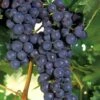 Concord Grape Vine - 2 Gallon Pot -FRUIT TREES & PLANTS Shop Grape Concord 1 1