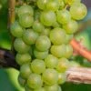 Niagara Seedless Grape Vine - 1 Gallon Pot -FRUIT TREES & PLANTS Shop Grape Niagra 3