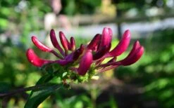 Peaches & Cream Fragrant Honeysuckle - Lonicera Periclymenum - 3 Gallon Pot -FRUIT TREES & PLANTS Shop Honeysuckle Peaches And Cream 10