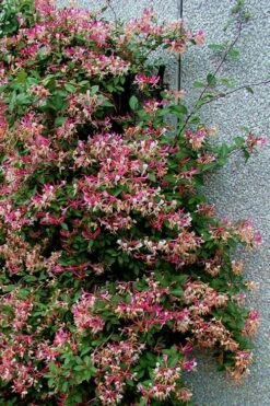 Peaches & Cream Fragrant Honeysuckle - Lonicera Periclymenum - 3 Gallon Pot -FRUIT TREES & PLANTS Shop Honeysuckle Peaches And Cream 12