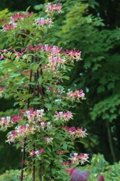 Peaches & Cream Fragrant Honeysuckle - Lonicera Periclymenum - 3 Gallon Pot -FRUIT TREES & PLANTS Shop Honeysuckle Peaches And Cream 13