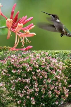 Peaches & Cream Fragrant Honeysuckle - Lonicera Periclymenum - 3 Gallon Pot -FRUIT TREES & PLANTS Shop Honeysuckle Peaches And Cream 2 500x750 1