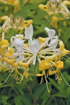 Scentsation Fragrant Yellow Honeysuckle - Lonicera Periclymenum - 3 Gallon Pot -FRUIT TREES & PLANTS Shop Honeysuckle Scentsation 1