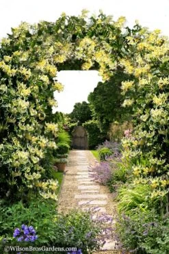 Scentsation Fragrant Yellow Honeysuckle - Lonicera Periclymenum - 3 Gallon Pot -FRUIT TREES & PLANTS Shop Honeysuckle Scentsation 10