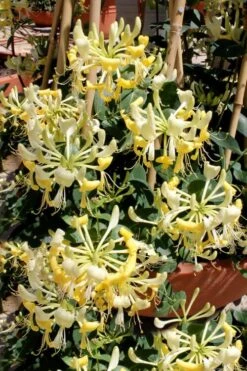 Scentsation Fragrant Yellow Honeysuckle - Lonicera Periclymenum - 3 Gallon Pot -FRUIT TREES & PLANTS Shop Honeysuckle Scentsation 2