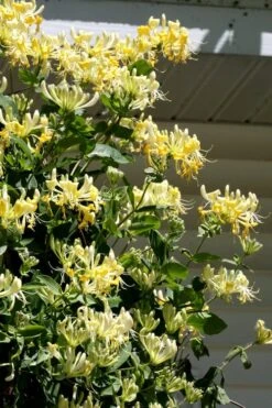 Scentsation Fragrant Yellow Honeysuckle - Lonicera Periclymenum - 3 Gallon Pot -FRUIT TREES & PLANTS Shop Honeysuckle Scentsation 3