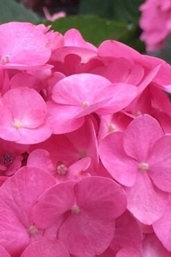 After Midnight Hydrangea - 3 Gallon Pot -FRUIT TREES & PLANTS Shop Hydrangea After Midnight 1