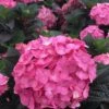 After Midnight Hydrangea - 3 Gallon Pot -FRUIT TREES & PLANTS Shop Hydrangea After Midnight 3