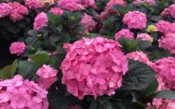 After Midnight Hydrangea - 3 Gallon Pot -FRUIT TREES & PLANTS Shop Hydrangea After Midnight 5