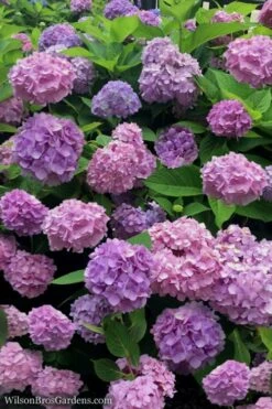 All Summer Beauty Hydrangea - 3 Gallon Pot -FRUIT TREES & PLANTS Shop Hydrangea All Summer Beauty 1