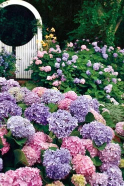 All Summer Beauty Hydrangea - 3 Gallon Pot -FRUIT TREES & PLANTS Shop Hydrangea All Summer Beauty 2