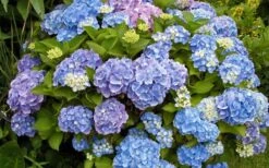 All Summer Beauty Hydrangea - 3 Gallon Pot -FRUIT TREES & PLANTS Shop Hydrangea All Summer Beauty 4