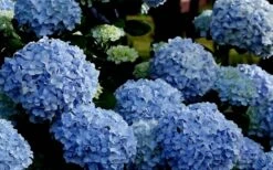 Big Daddy Hydrangea - 7 Gallon Pot -FRUIT TREES & PLANTS Shop Hydrangea Big Daddy 1