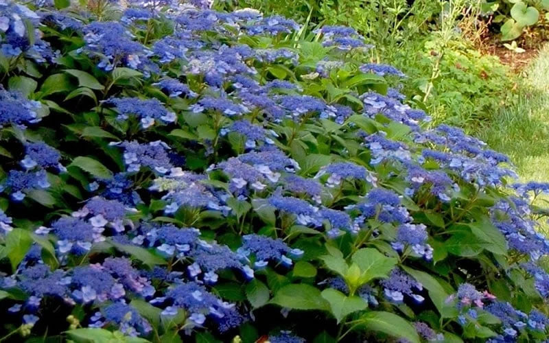 Bluebird Hydrangea - 2 Gallon Pot 6 Bluebird Hydrangea - 2 Gallon Pot - Image 4