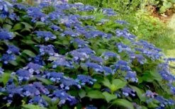 Bluebird Hydrangea - 3 Gallon Pot 9 Bluebird Hydrangea - 3 Gallon Pot -FRUIT TREES & PLANTS Shop Hydrangea Bluebird 3