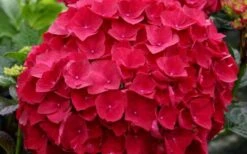 Cardinal Red Hydrangea - 1 Gallon Pot -FRUIT TREES & PLANTS Shop Hydrangea Cardinal 1