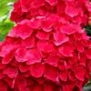 Cardinal Red Hydrangea - 1 Gallon Pot -FRUIT TREES & PLANTS Shop Hydrangea Cardinal Red BS 1