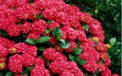 Cardinal Red Hydrangea - 1 Gallon Pot -FRUIT TREES & PLANTS Shop Hydrangea Cardinal Shrub In Bloom 1