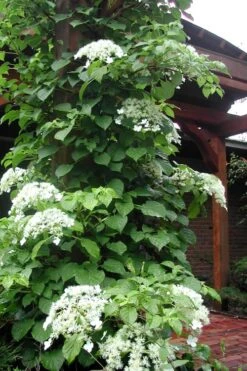 Climbing Hydrangea 'Petiolaris' - 3 Gallon Pot -FRUIT TREES & PLANTS Shop Hydrangea Climbing Petiolaris 10
