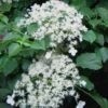 Climbing Hydrangea 'Petiolaris' - 3 Gallon Pot -FRUIT TREES & PLANTS Shop Hydrangea Climbing Petiolaris 11