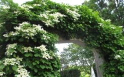 Climbing Hydrangea 'Petiolaris' - 3 Gallon Pot -FRUIT TREES & PLANTS Shop Hydrangea Climbing Petiolaris 13