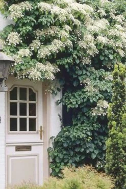 Climbing Hydrangea 'Petiolaris' - 3 Gallon Pot -FRUIT TREES & PLANTS Shop Hydrangea Climbing Petiolaris 17