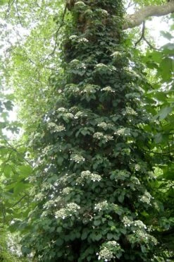 Climbing Hydrangea 'Petiolaris' - 3 Gallon Pot -FRUIT TREES & PLANTS Shop Hydrangea Climbing Petiolaris 8