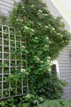 Climbing Hydrangea 'Petiolaris' - 3 Gallon Pot -FRUIT TREES & PLANTS Shop Hydrangea Climbing Petiolaris 9