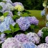 Dear Dolores Hydrangea - 1 Gallon Pot 1 Dear Dolores Hydrangea - 1 Gallon Pot -FRUIT TREES & PLANTS Shop Hydrangea Dear Delores 500x750 2